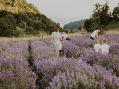 Cvijetni okusi iz Sherbetlook-a