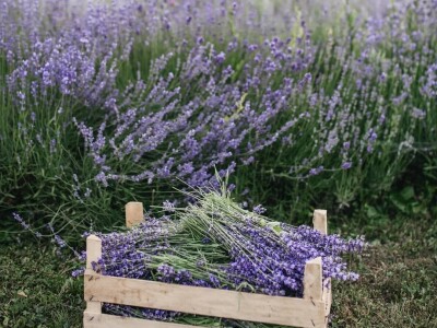 Cvijetni okusi iz Sherbetlook-a