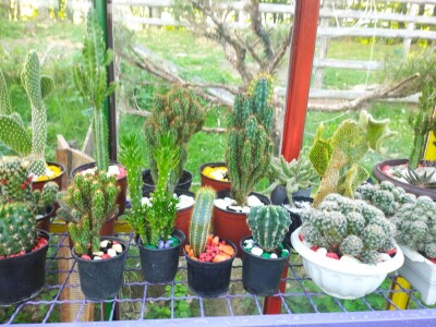 Cvjećarstvo Branka Končar Cvjećarstvo Branka Končar