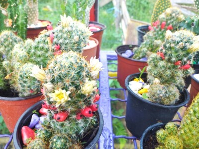 Cvjećarstvo Branka Končar Cvjećarstvo Branka Končar