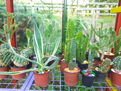 Cvjećarstvo Branka Končar Cvjećarstvo Branka Končar