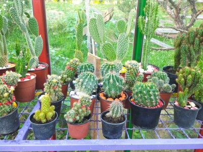 Cvjećarstvo Branka Končar Cvjećarstvo Branka Končar