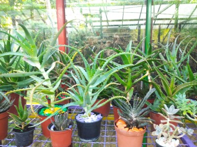 Cvjećarstvo Branka Končar Cvjećarstvo Branka Končar