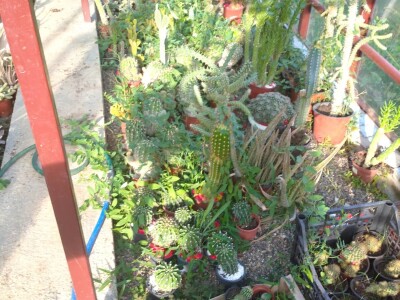 Cvjećarstvo Branka Končar Cvjećarstvo Branka Končar