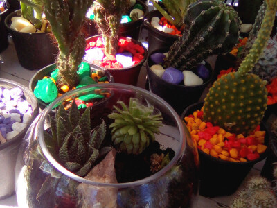 Cvjećarstvo Branka Končar Cvjećarstvo Branka Končar