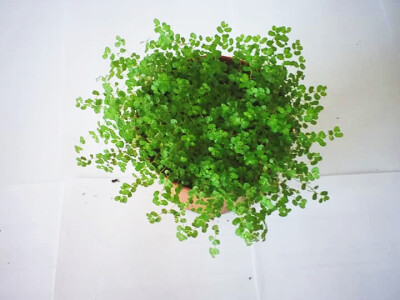 Cvjećarstvo Dragana Jovanić