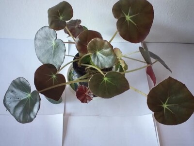 Cvjećarstvo Dragana Jovanić