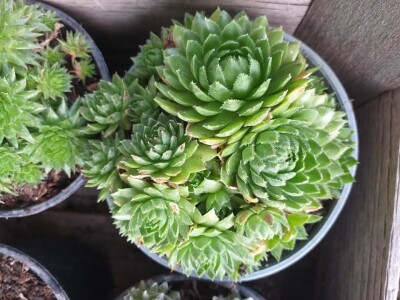 Cvjećarstvo Dragana Jovanić