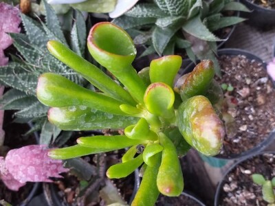 Cvjećarstvo Dragana Jovanić