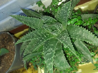 Cvjećarstvo Dragana Jovanić