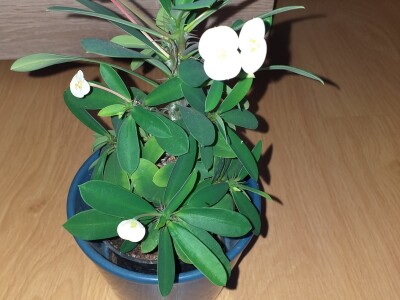 Cvjećarstvo Dragana Jovanić