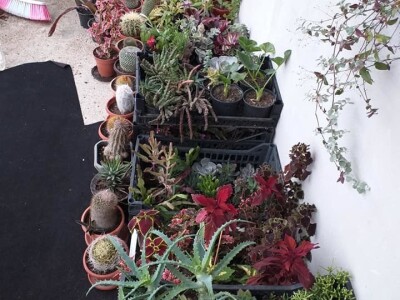 Cvjećarstvo Dragana Jovanić