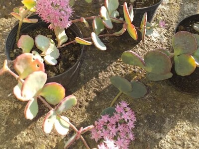 Cvjećarstvo Dragana Jovanić