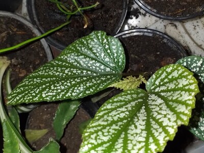 Cvjećarstvo Dragana Jovanić