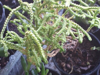 Cvjećarstvo Dragana Jovanić