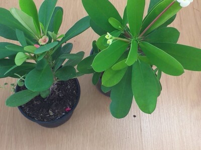 Cvjećarstvo Dragana Jovanić