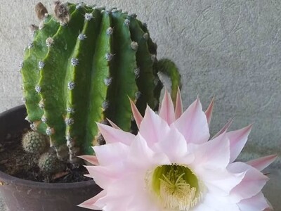 Cvjećarstvo Dragana Jovanić