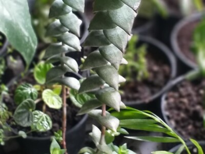 Cvjećarstvo Dragana Jovanić