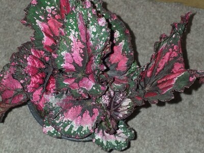 Cvjećarstvo Dragana Jovanić