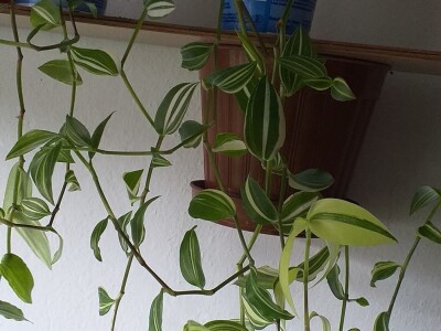 Cvjećarstvo Dragana Jovanić