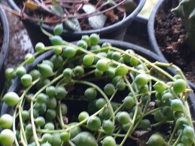 Cvjećarstvo Dragana Jovanić