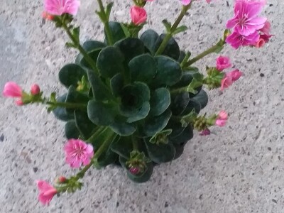 Cvjećarstvo Dragana Jovanić