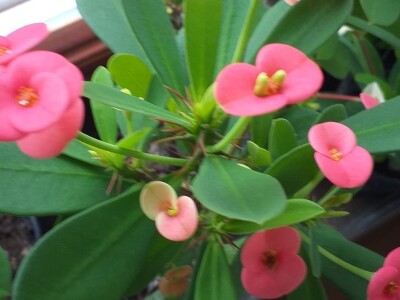 Cvjećarstvo Dragana Jovanić