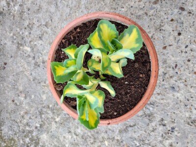 Cvjećarstvo Dragana Jovanić