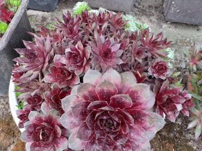 Cvjećarstvo Dragana Jovanić