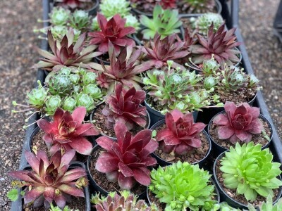 Cvjećarstvo Dragana Jovanić