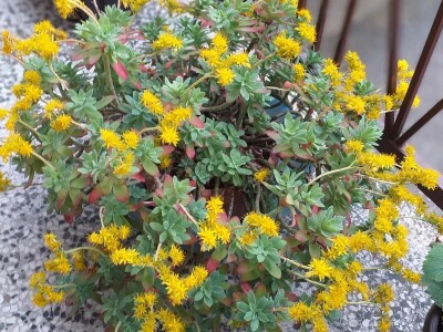 Cvjećarstvo Dragana Jovanić