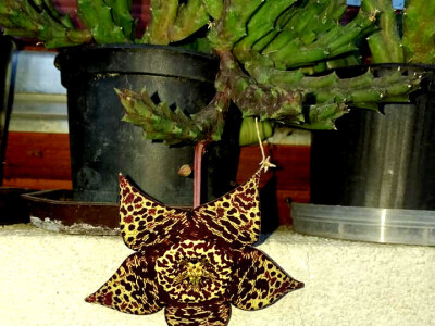 Cvjećarstvo Dragana Jovanić