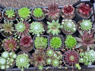 Cvjećarstvo Dragana Jovanić