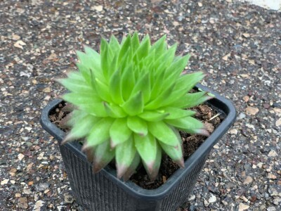 Cvjećarstvo Dragana Jovanić