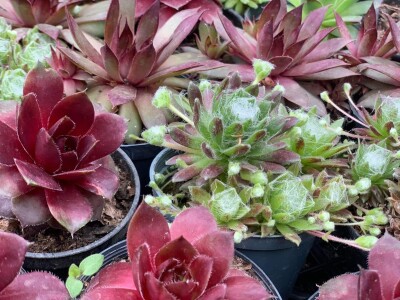 Cvjećarstvo Dragana Jovanić