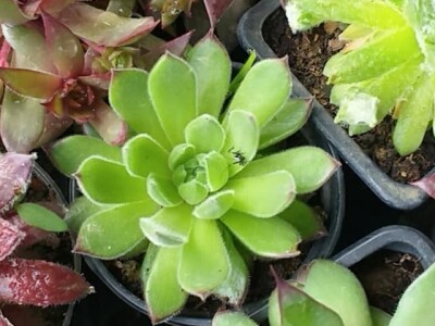 Cvjećarstvo Dragana Jovanić