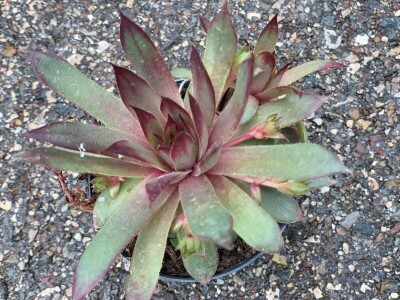 Cvjećarstvo Dragana Jovanić