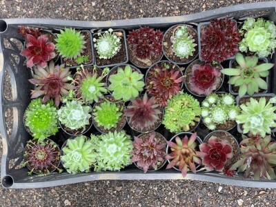 Cvjećarstvo Dragana Jovanić