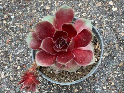 Cvjećarstvo Dragana Jovanić