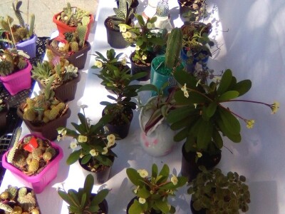 Cvjećarstvo Dragana Jovanić