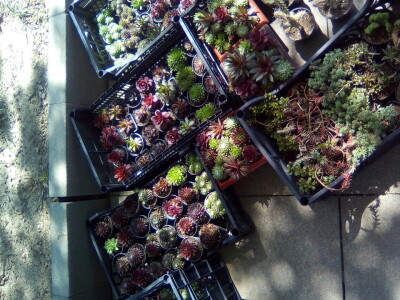 Cvjećarstvo Dragana Jovanić