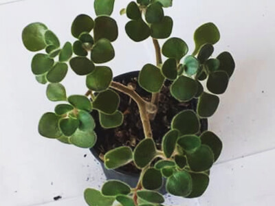 Cvjećarstvo Dragana Jovanić