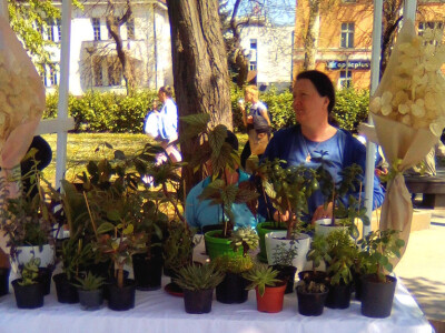 Cvjećarstvo Dragana Jovanić