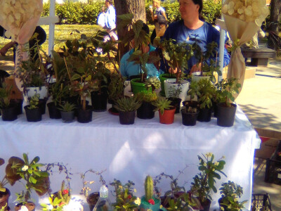 Cvjećarstvo Dragana Jovanić