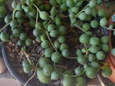 Cvjećarstvo Dragana Jovanić