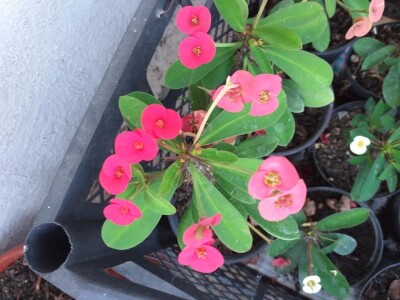 Cvjećarstvo Dragana Jovanić