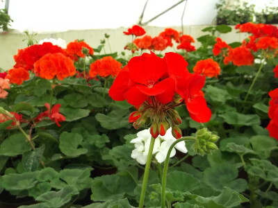 Cvjećarstvo Gavranović