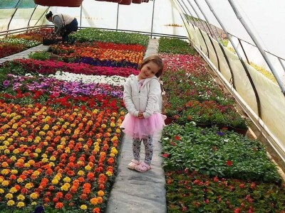 Cvjećarstvo Gavranović