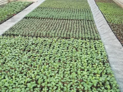 Cvjećarstvo Gavranović