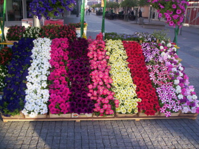 Cvjećarstvo Gavranović